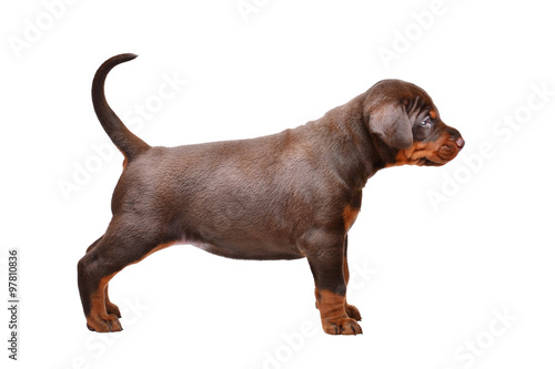 Portrait of brown doberman puppy, 1 month