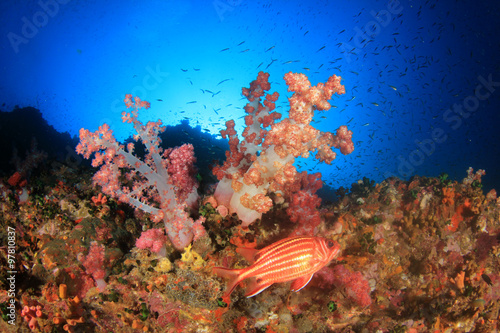 Fototapeta Naklejka Na Ścianę i Meble -  Tropical fish sea ocean coral reef underwater