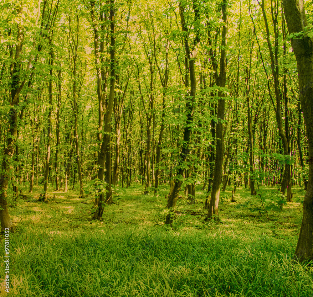 Nature background of green forest