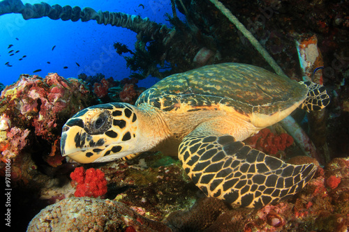 Sea Turtle in polluted sea with nets and ropes