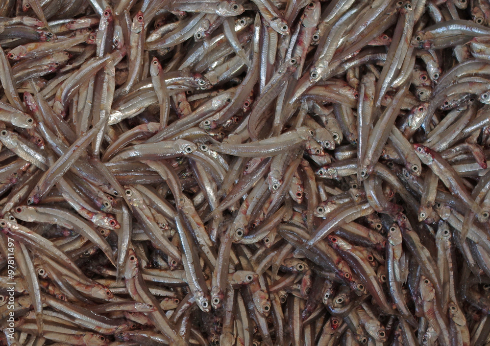 Sardellen auf dem Fischmarkt von Barkha (Oman)