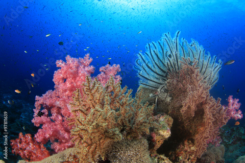 Tropical fish sea ocean coral reef underwater