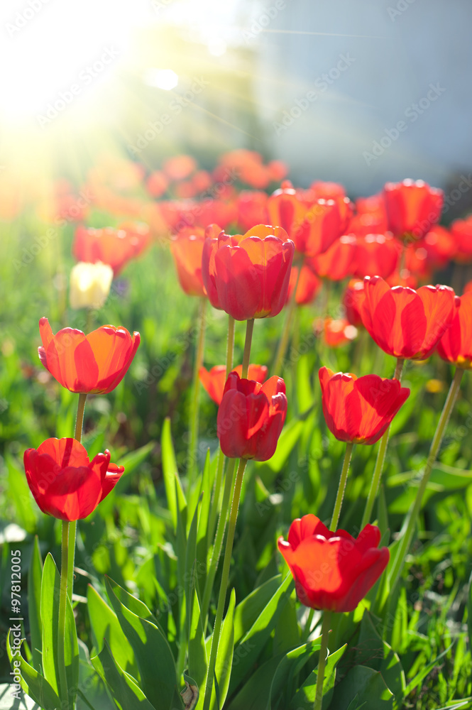 Fototapeta premium Field of red colored tulips 