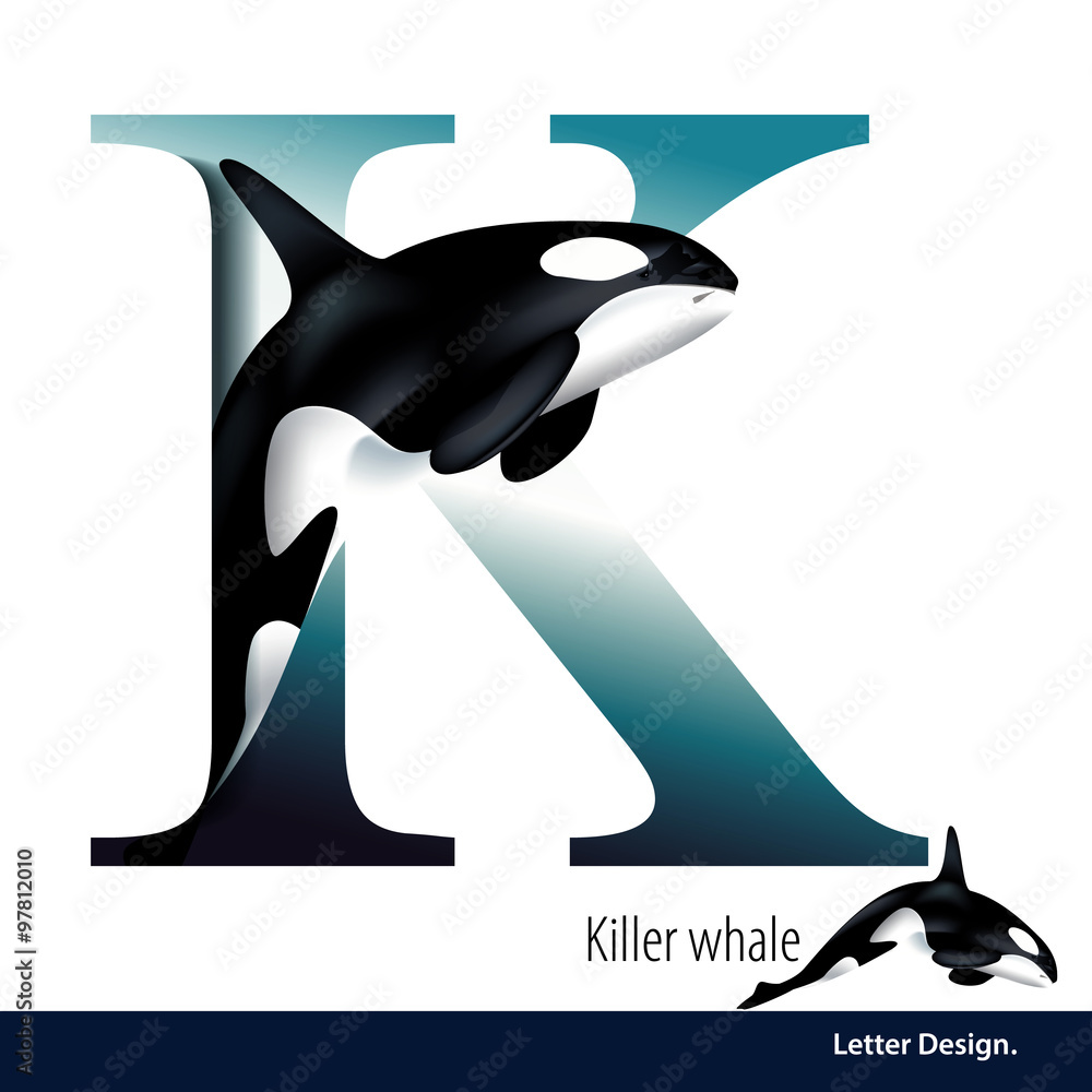 Fototapeta premium Vector illustration of Letter K is Killer Whale alphabet.
