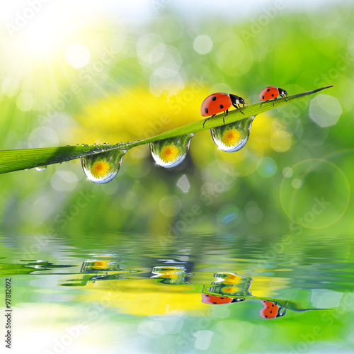 Dandelion in the drops of dew on the green grass and ladybugs. Nature background.