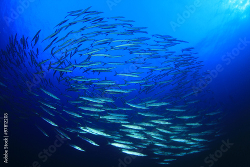Barracuda fish shoal in blue ocean