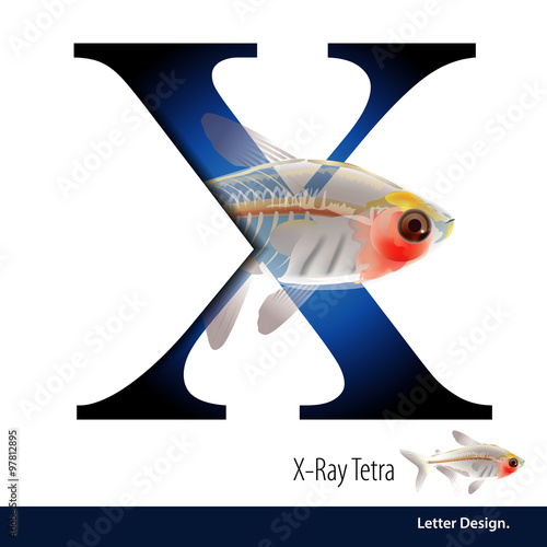 Vector illustration of Letter X is X Ray Tetra alphabet. English