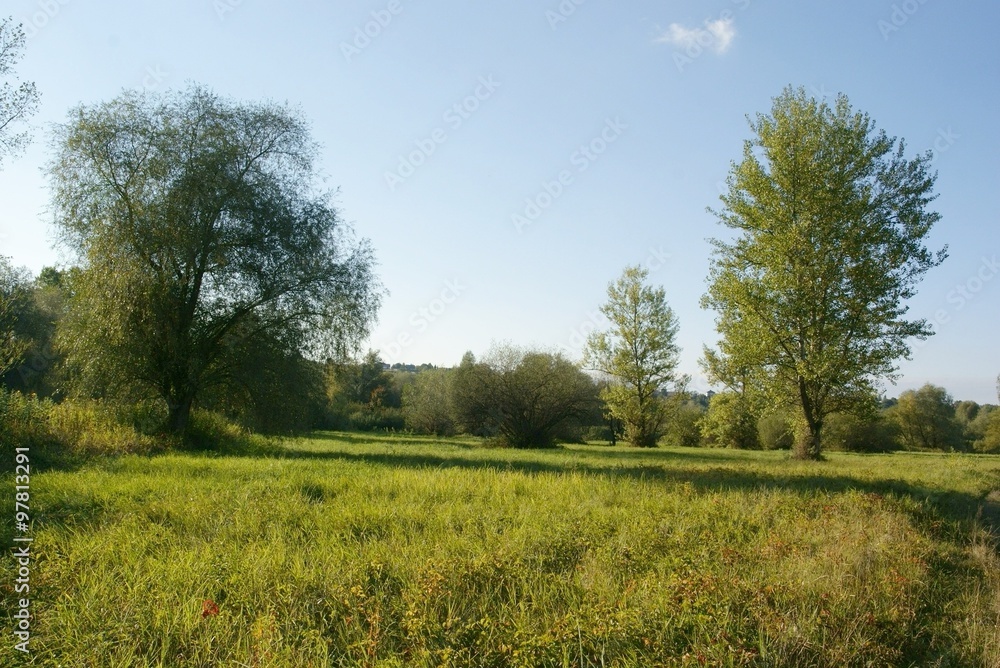 willow trees and meadows near river