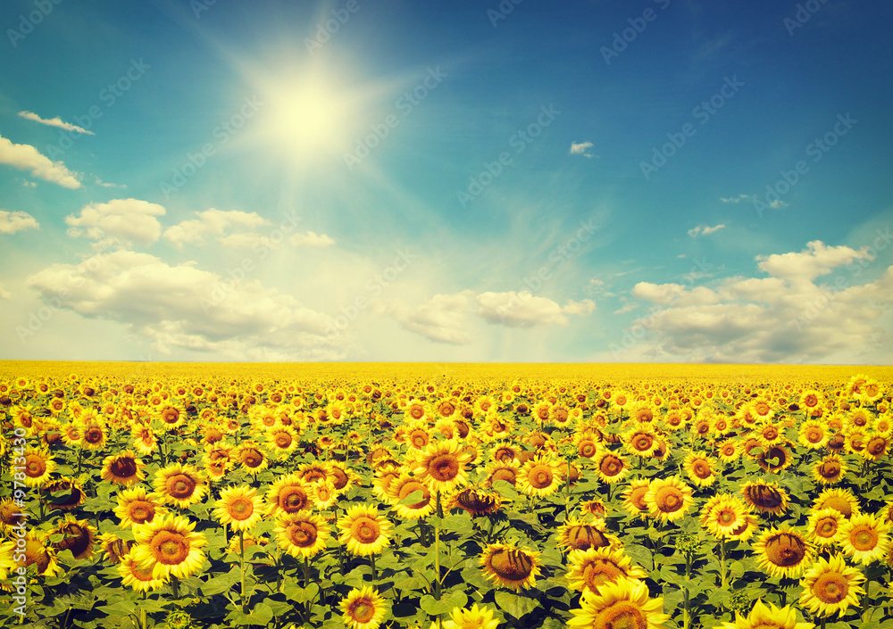 sunflowers sunflowers