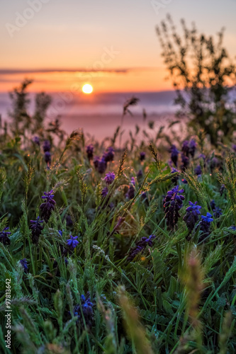 The rising sun illuminates the purple flowers growing on the plateau © equinoxnet