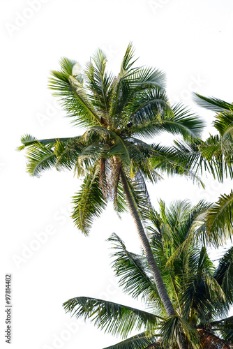 Coconut tree isolated on white background © buraratn