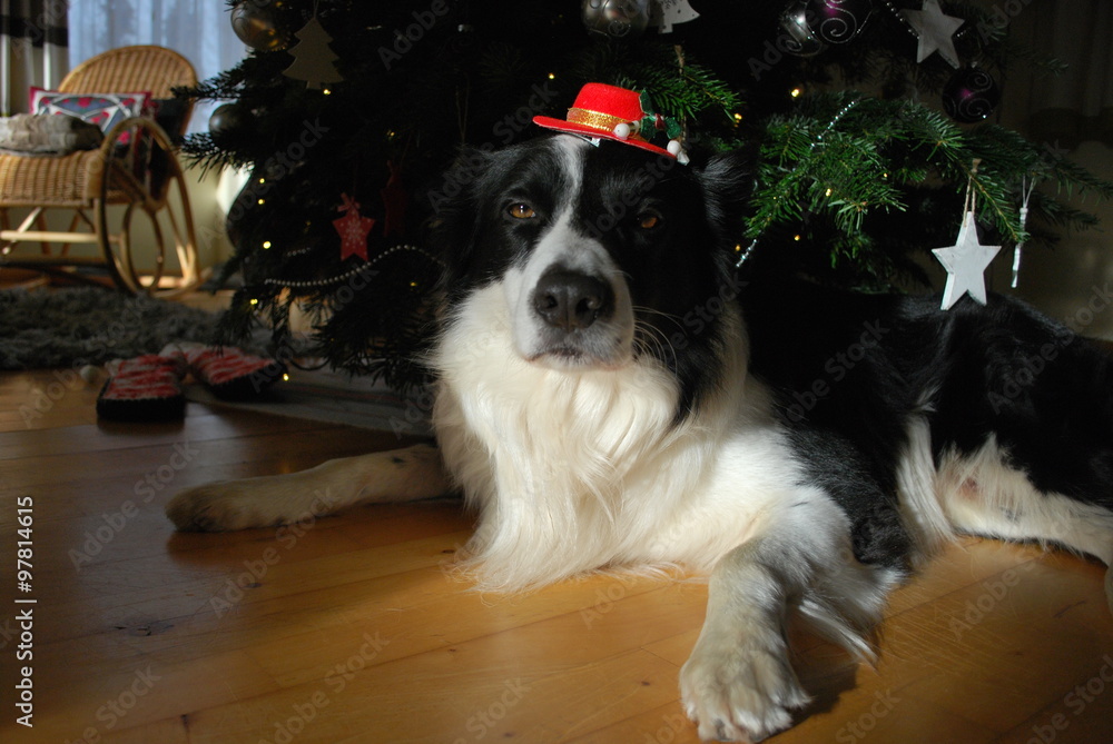 Border collie in the Christmas mood