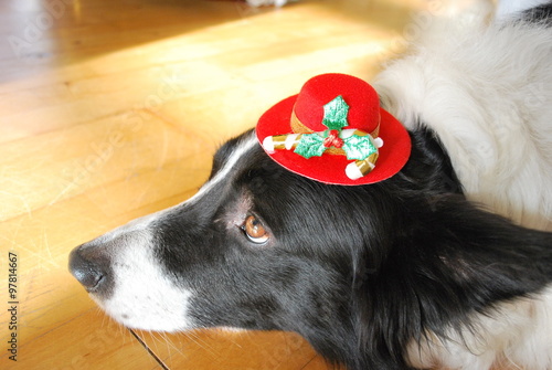 Sad eyes border collie dog