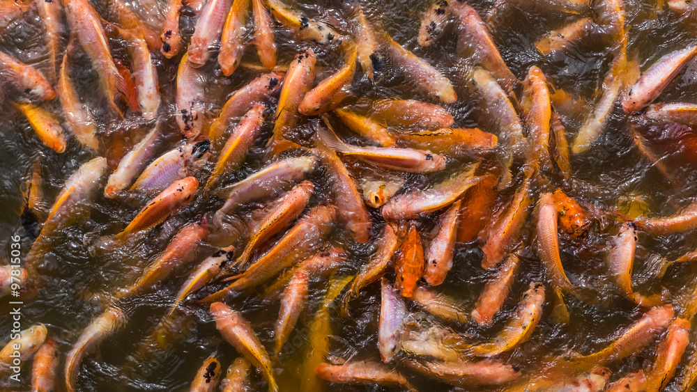 Fototapeta premium Feeding Nile tilapia in pond