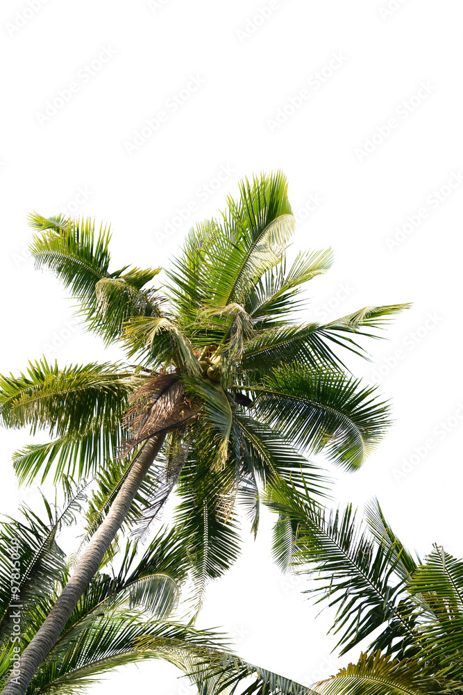 Fototapeta premium Coconut tree isolated on white background