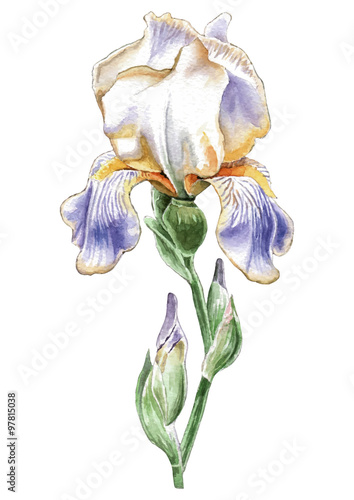 Fototapeta Naklejka Na Ścianę i Meble -  Illustration with watercolor flower. Iris.