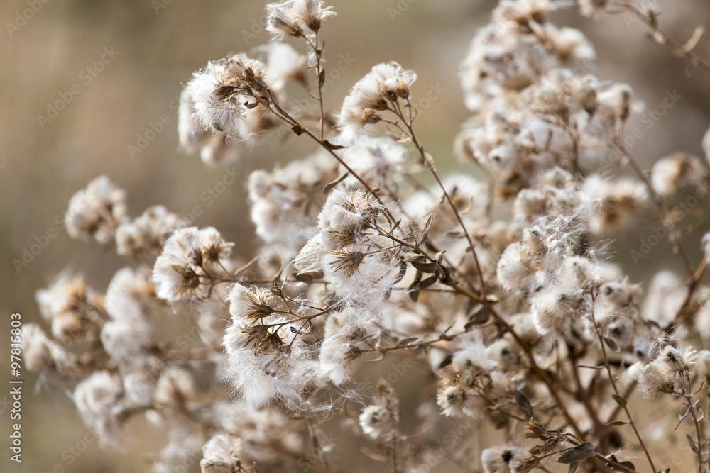 fuzz on the plant outdoors in autumn