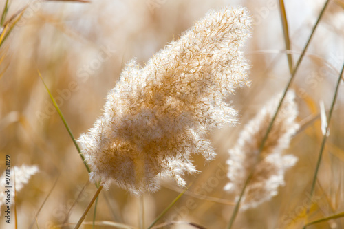 Yellow reeds in nature in autumn