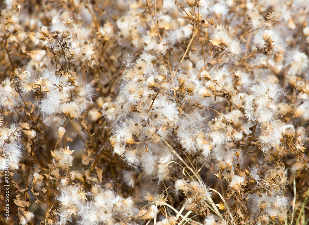 fuzz on the plant outdoors in autumn fuzz on the plant outdoors in autumn
