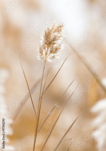 Fototapeta Naklejka Na Ścianę i Meble -  Yellow reeds in nature in autumn