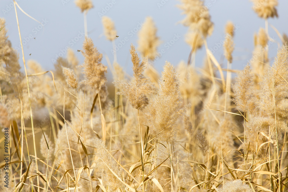 Fototapeta premium Yellow reeds in nature in autumn