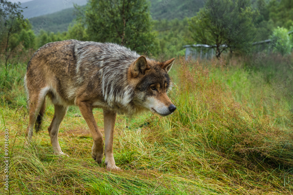 Fototapeta premium Wolf sneaking on the field