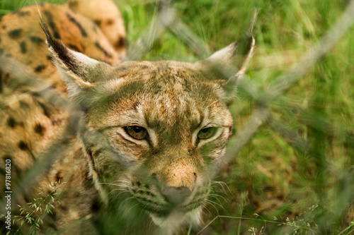 Lynx behind the fence