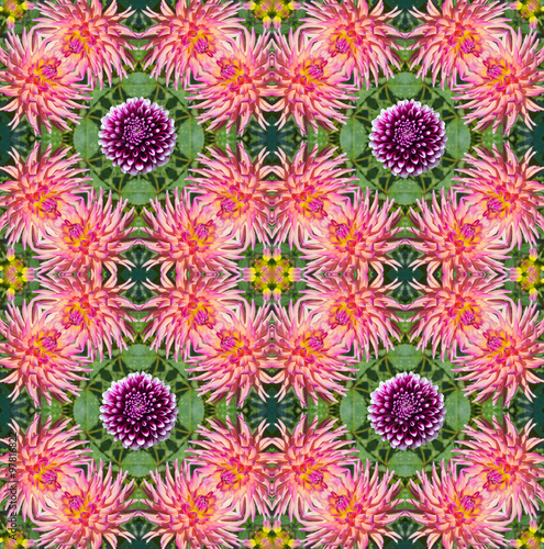 floral pattern of pink dahlia © lms_lms
