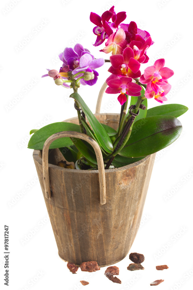 Naklejka premium Fresh pink orchid in pot
