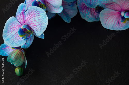 Fototapeta Naklejka Na Ścianę i Meble -  Bunch of violet orchids 