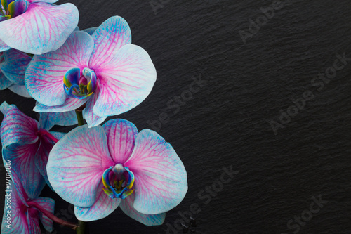 Fototapeta Naklejka Na Ścianę i Meble -  Bunch of violet orchids 