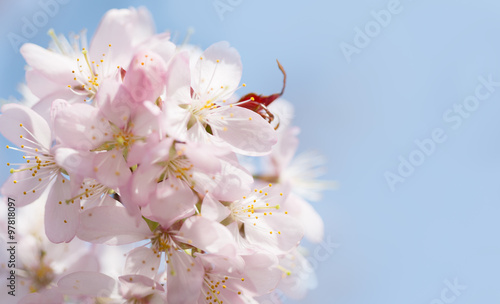 A branch of cherry blossoms against the blue sky