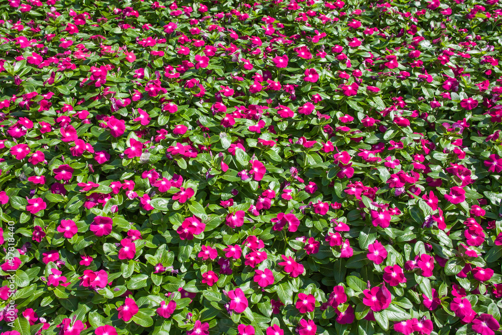 Flower Garden Flower Garden