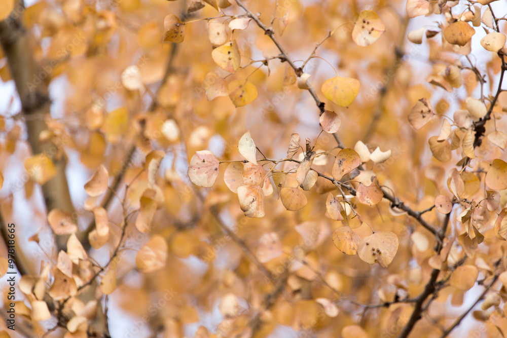 Fototapeta premium Yellow leaves on autumn trees as a background