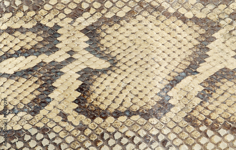 Fototapeta premium Snake leather skin/Texture of snake leather skin.