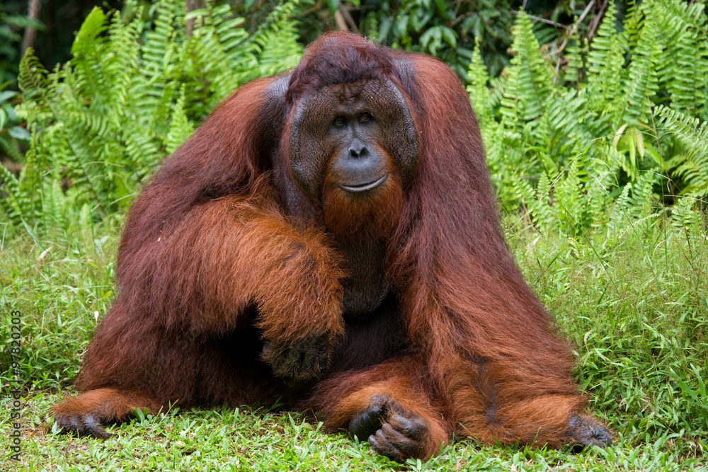 Obraz premium Dominant male orangutan sitting on the ground. Indonesia. The island of Kalimantan (Borneo). An excellent illustration.