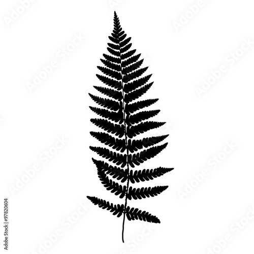 Fern frond black silhouette. Vector illustration. Forest concept.