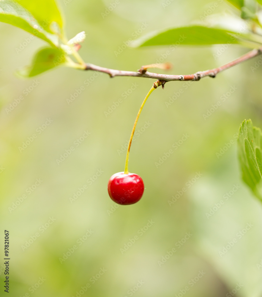 Obraz premium red cherry on nature
