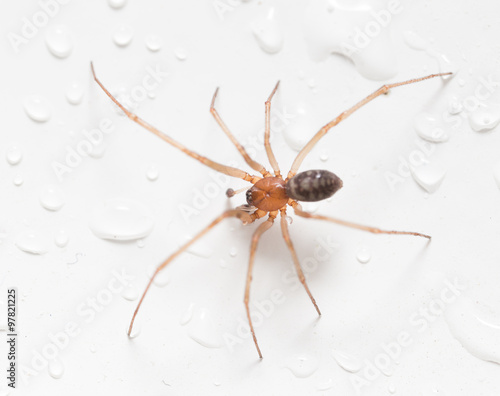 Spider on a white background with water drops