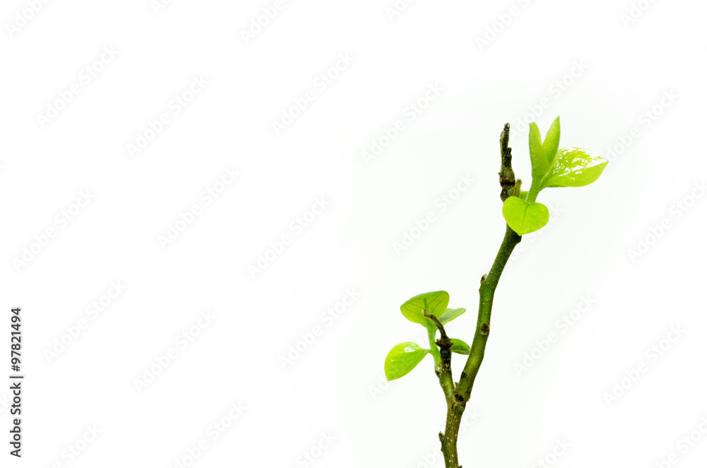 The Herbal sprout. The tree branch. The Herbal sprout. The tree branch.