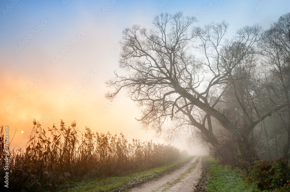 Sun rising over a road next to a forest on misty morning Sun rising over a road next to a forest on misty morning