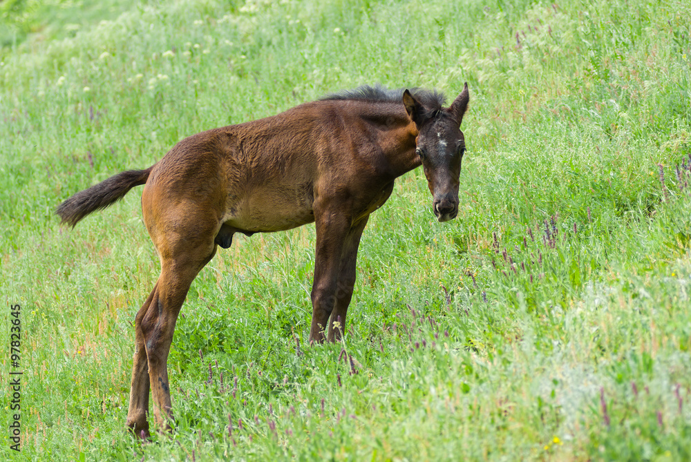 Cute young foal on a spring pasture Cute young foal on a spring pasture