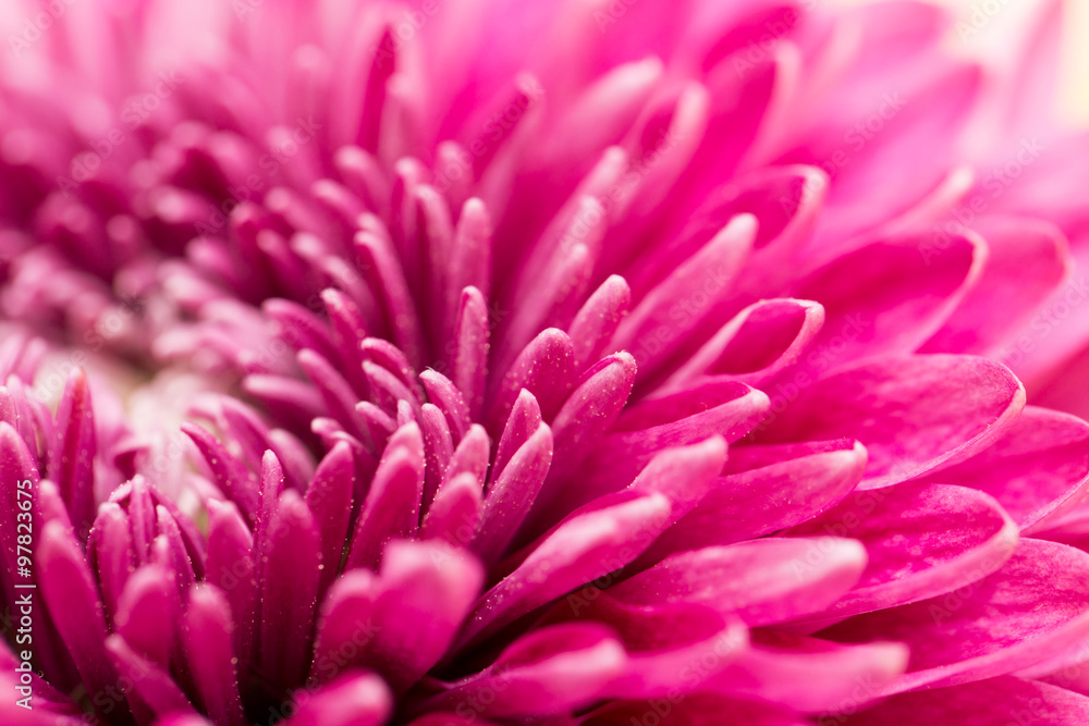 red flower chrysanthemum as background. close red flower chrysanthemum as background. close