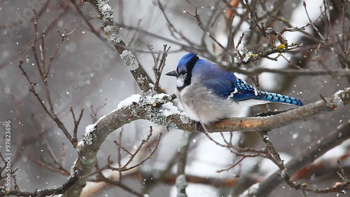 Blue Jay, Cyanocitta cristata, in snow