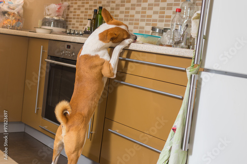 Hungry young thief(basenji dog) having a look at kitchen bar and delighting beings home alone