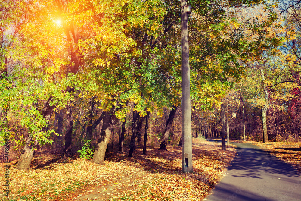 Fototapeta premium Autumn park in sunny day
