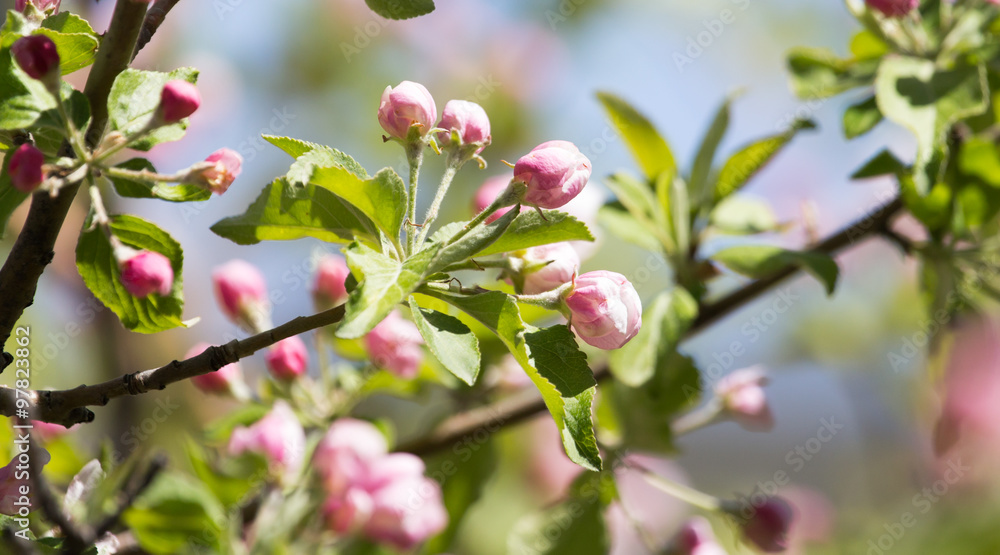 beautiful flowers on the apple tree in nature