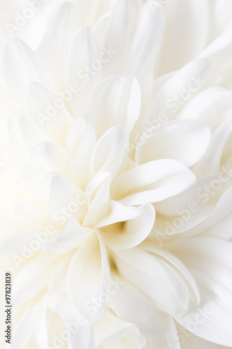 white flower peony as the background © schankz