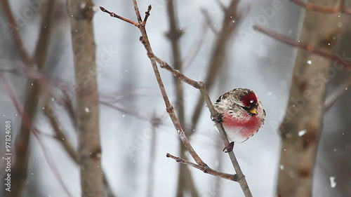 Common Redpoll, Acanthis flammea. in Algonquin, Canada