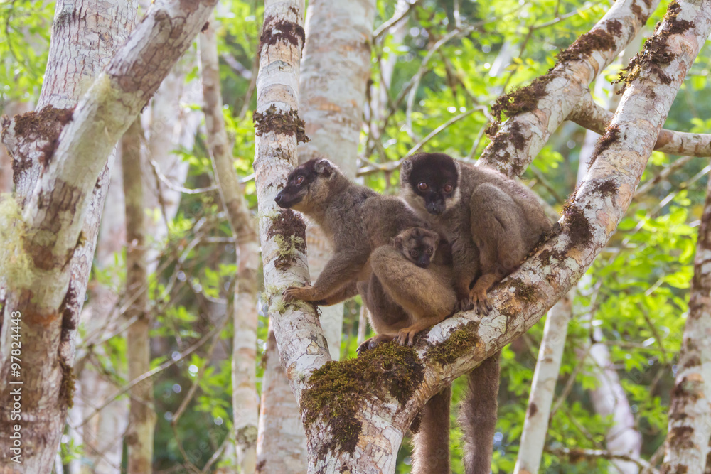 Fototapeta premium Brown lemurs family